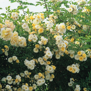 Rosa  Goldfinch - bijela  - stara vrtna ruža